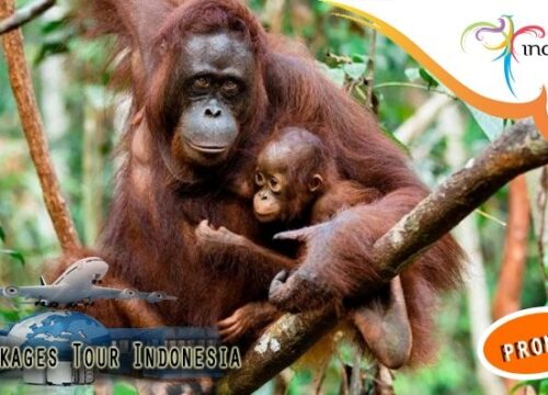 7 Day Orangutan & Nature Tour in Palangka Raya & Tanjung Puting