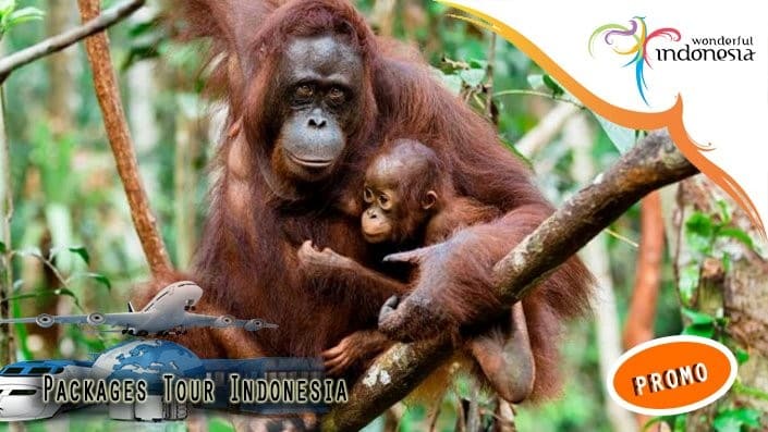 7 Day Orangutan & Nature Tour in Palangka Raya & Tanjung Puting