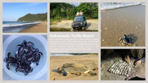 Sukamade Turtle Beach Banyuwangi