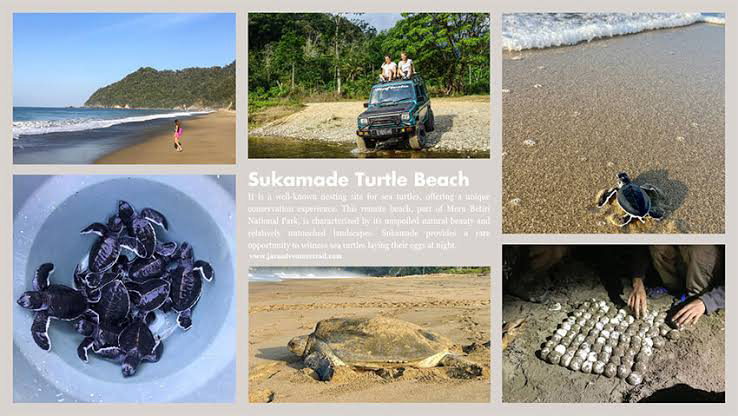 Sukamade Turtle Beach Banyuwangi