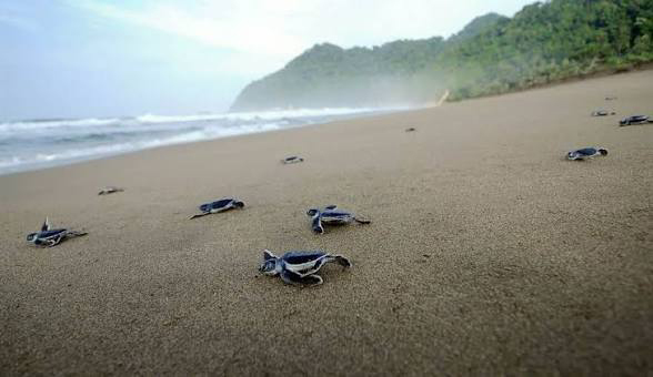 Sukamade Turtle Beach