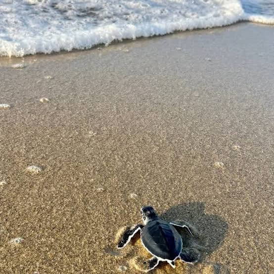 Turtle in Sukamade Beach