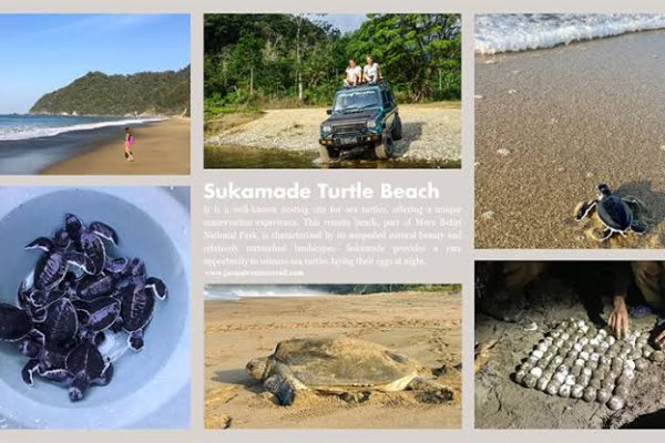 Sukamade Turtle Beach Banyuwangi