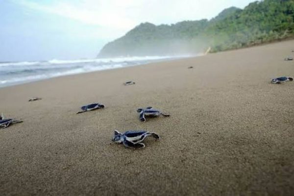 Sukamade Turtle Beach